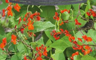 Ruusupapu Scarlet Runner Bean - siemenet