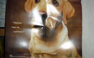 Labradorinnoutaja -juliste