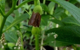 Skopolia (Scopolia carniolica), siemeniä 50 kpl