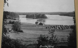 Sonkajärvi, heinää seipäillä, niityllä laidunnetaan p. 1975