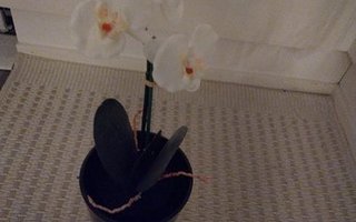 UUSI Musta orkidea ruukku