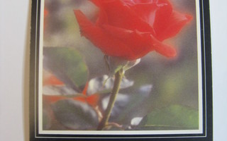 Kaunis ruusu-Paljon onnea