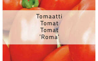 Tomaatti siemenet Roma