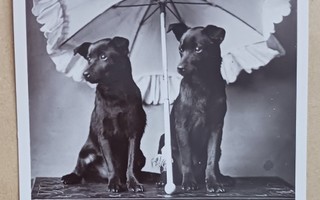 Koirat päivänvarjon alla, mv valokuvapk, p. 1910