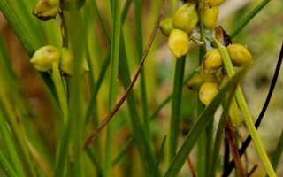 Leväkkö (Scheuchzeria palustris), siemeniä 50 kpl