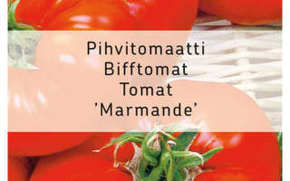 Tomaatti siemenet Marmande