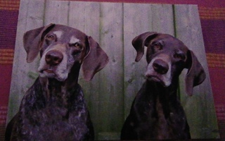Kaksi koiraa / lehtitilaus mainoskortti