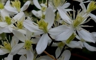 Pensaskärhö (Clematis recta), siemeniä 50 kpl