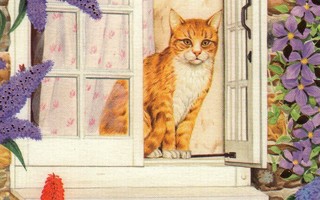 Punainen kissa ikkunalla