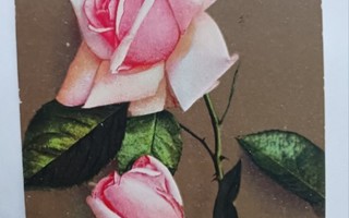 Vaaleanpunaiset ruusut, vanha väripk, p. 1918