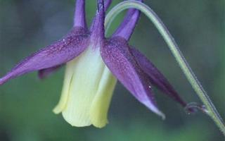 Purppura-akileija 'Calimero' , siemeniä 50 kpl