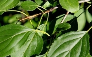 Orapaatsama (Rhamnus cathartica), siemeniä 25 kpl
