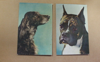 Koirakortteja kaksi kulkematonta ja vanhaa