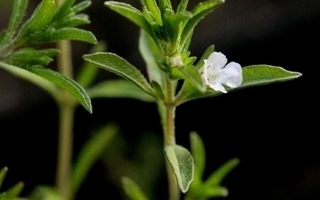 Kesäkynteli (Satureja hortensis), siemeniä 100 kpl