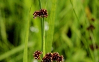 Miekkavihvilä (Juncus ensifolius), siemeniä 100 kpl