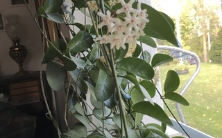 Hoya Australis, 2 kasvuun lähtenyttä pistokasta