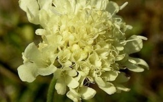 Keltatörmäkukka (Scabiosa ochroleuca), siemeniä 50 kpl