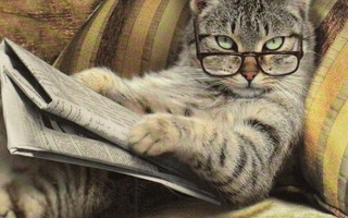 Kissa lukee uutisia