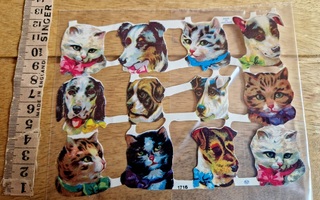 Kiiltokuvia arkissa kissat koirat