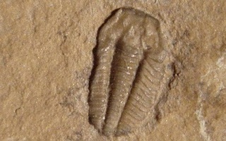 Fossiili: Densonella semele kambrikaudelta