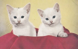 Kissa  kaksi valkoista   p216