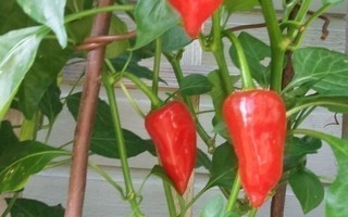 Chilinsiemeniä harrastajalle 5 lajiketta  (kohde 3)