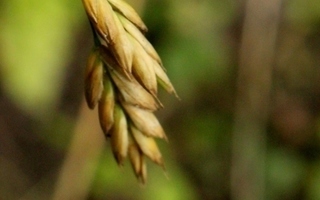 Ruiskattara (Bromus secalinus), siemeniä 50 kpl