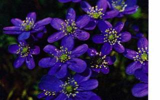 kortti Sininen valkoinen tai violetti kukka - erilaisia