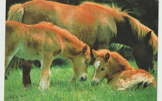 Kultapossukerho: Hevonen varsoineen laitumella