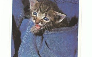 Kissanpentu farkkujen taskussa.