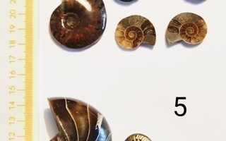 Kokoelma ammoniittifossiileja, sis harvin pyriittifossiileja