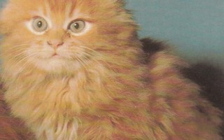 Kissa Kellankirjava   väri  p212