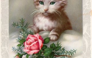 Vanha postikortti- kissa ja ruusu