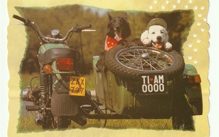 Postikortti: Koirat sivuvaunullisessa moottoripyörässä