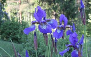 Siperiankurjenmiekka (Iris sibirica), siemeniä 50 kpl