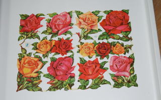 kiiltokuva arkki  616 ruusu