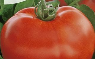 Tomaatti siemenet - Tolek