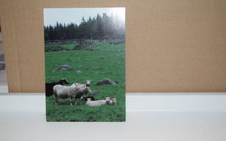 postikortti lammas
