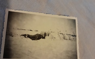 valokuva kaatunut sotilas