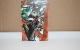 postikortti orava