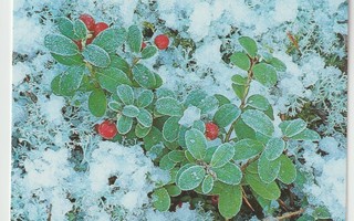 Ilkka Rautiainen:  Joulunpunaiset marjat