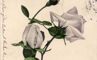 RUUSU / Ruusuja maljakossa - konfirmaatio. 1900-l.