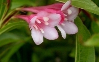 Japaninkotakuusama (Weigela japonica), siemeniä 50 kpl