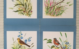 Taidejuliste/art print, 4 kpl lintuja ja niittykukkia