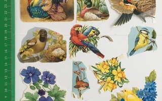 5 kiiltokuva : paljon vintage kiiltokuvia lintu ja kukka