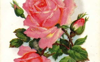 RUUSU / Hilepinnoitetut kauniit ruusut. 1900-l. HARVINAINEN!