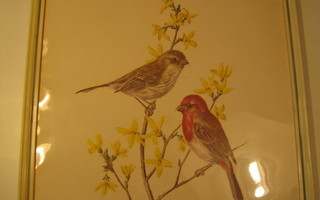 Kaunis sisustustaulu linnut 34 x 26 cm, kehystetty ja pleksi