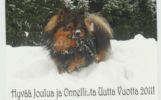 Koira lumisessa maastossa