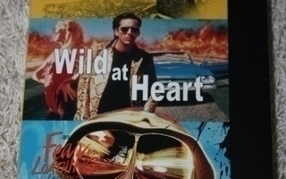 Easy Rider/ Villi sydän/ Pelkoa ja inhoa Las Vegasissa (DVD)