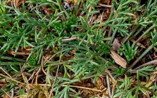 Ketomaruna (Artemisia campestris), siemeniä 100 kpl